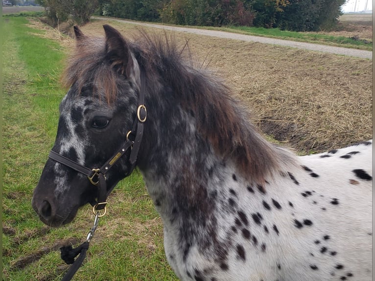 Appaloosa Hengst Fohlen (03/2025) 125 cm Tigerschecke in Spijk