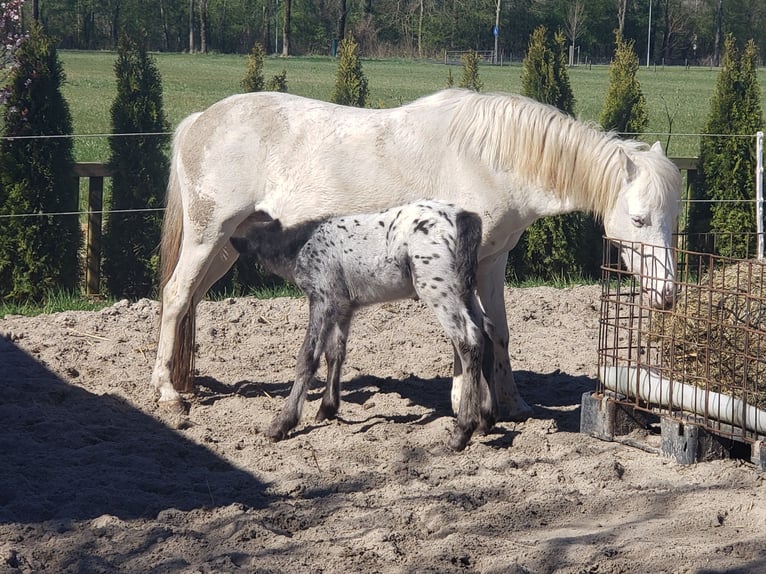 Appaloosa Hengst Fohlen (03/2025) 125 cm Tigerschecke in Spijk