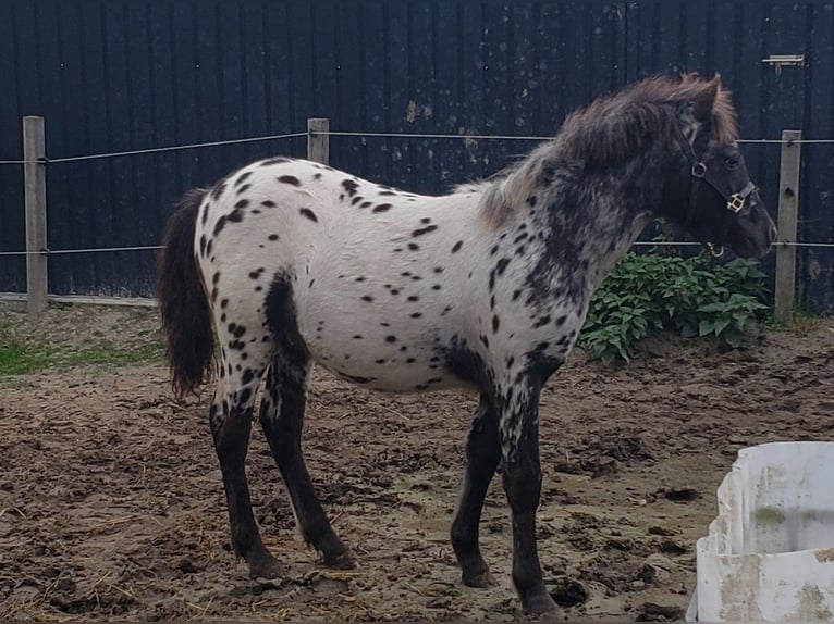 Appaloosa Hengst Fohlen (03/2025) 125 cm Tigerschecke in Spijk