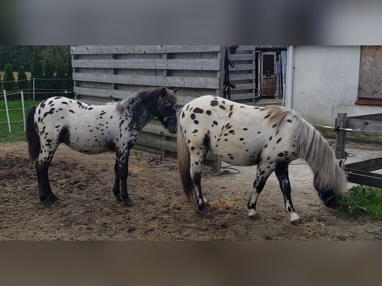 Appaloosa Hengst Fohlen (03/2025) 125 cm Tigerschecke in Spijk