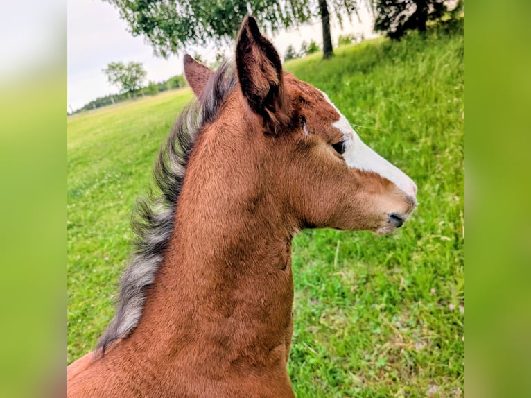 Appaloosa Hengst Fohlen (05/2026) 150 cm Brauner in Brand
