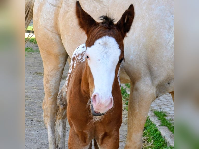 Appaloosa Hengst Fohlen (05/2026) 150 cm Brauner in Brand