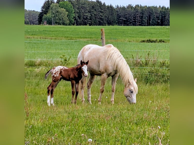 Appaloosa Hengst Fohlen (05/2026) 150 cm Brauner in Brand
