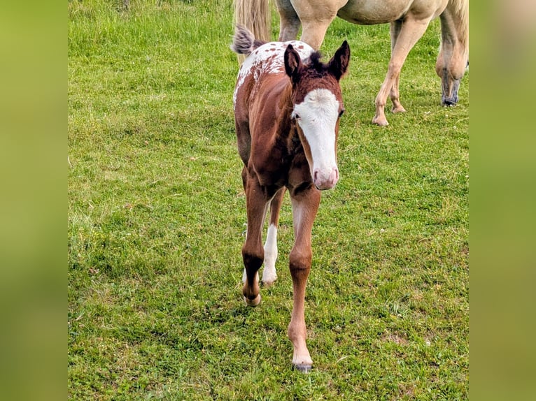 Appaloosa Hengst Fohlen (05/2026) 150 cm Brauner in Brand