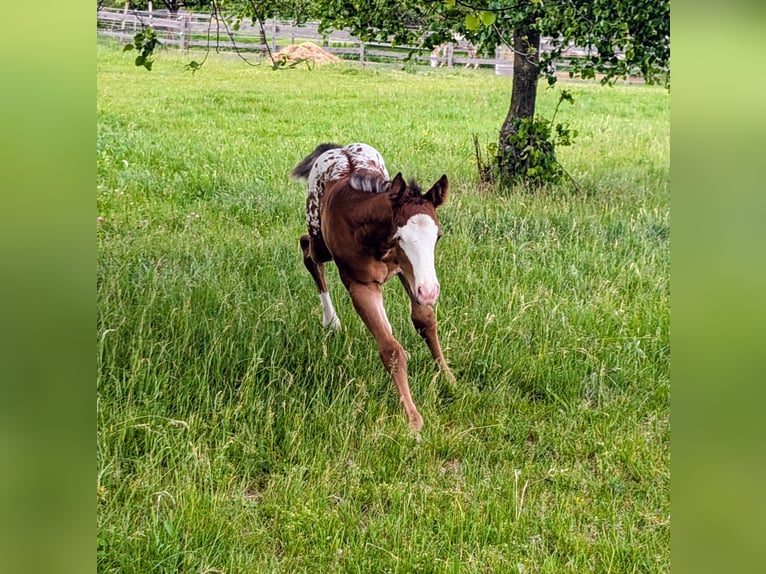 Appaloosa Hengst Fohlen (05/2026) 150 cm Brauner in Brand