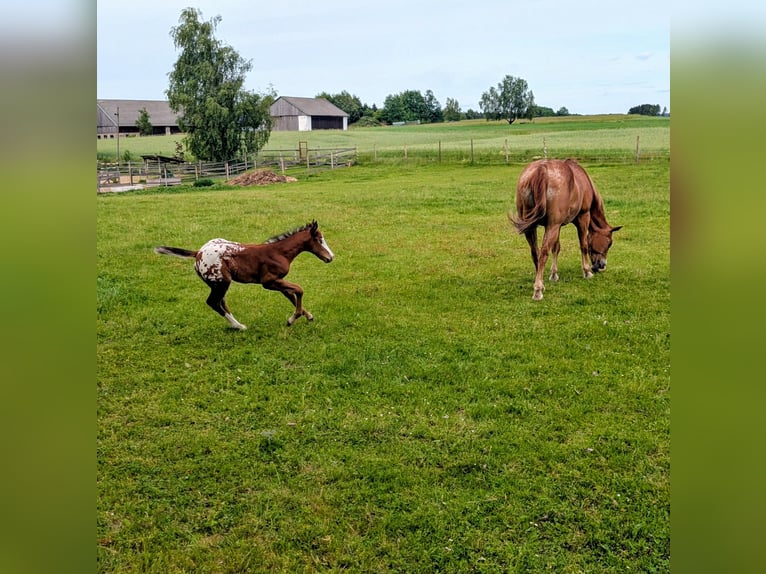 Appaloosa Hengst Fohlen (05/2026) 150 cm Brauner in Brand