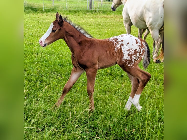 Appaloosa Hengst Fohlen (05/2026) 150 cm Brauner in Brand