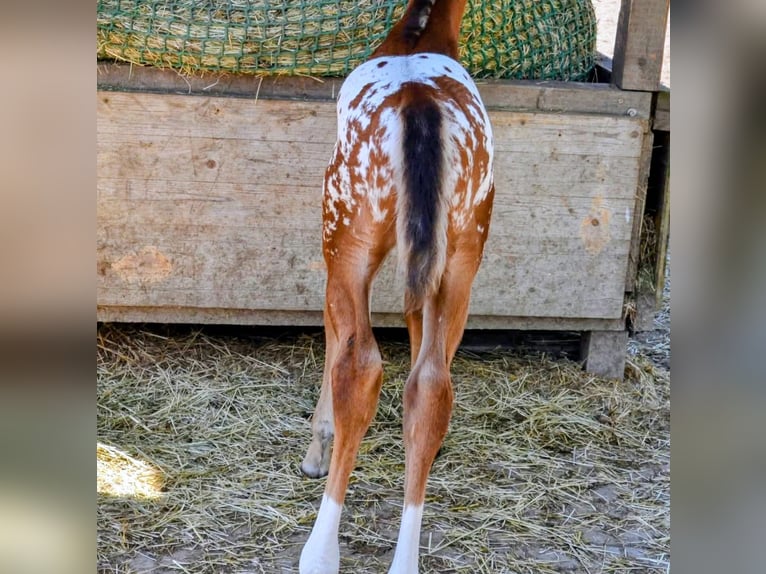Appaloosa Hengst Fohlen (05/2026) 150 cm Brauner in Brand