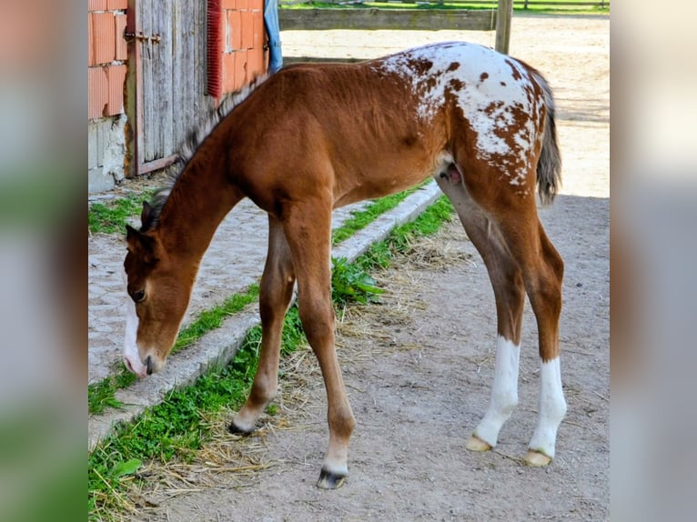 Appaloosa Hengst Fohlen (05/2026) 150 cm Brauner in Brand