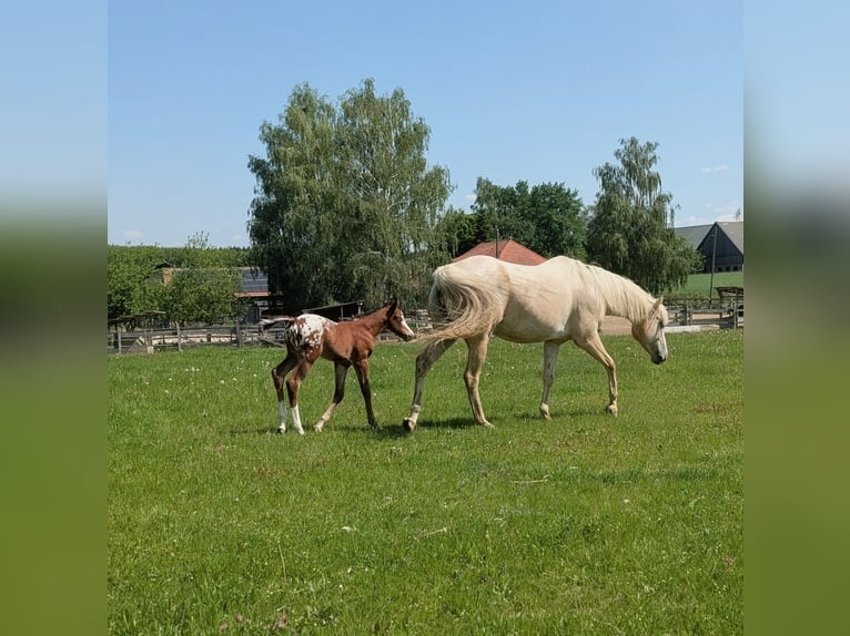 Appaloosa Hengst Fohlen (05/2026) 150 cm Brauner in Brand