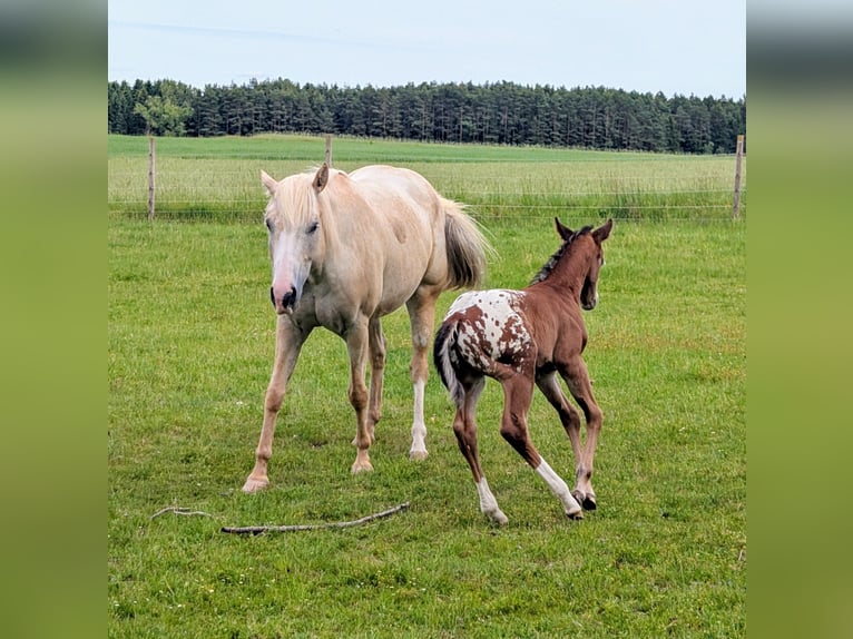 Appaloosa Hengst Fohlen (05/2026) 150 cm Brauner in Brand