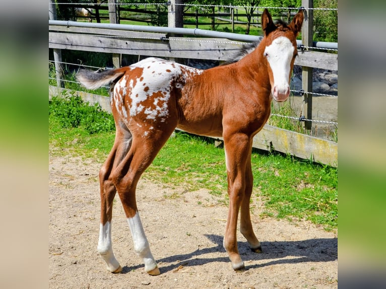 Appaloosa Hengst Fohlen (05/2026) 150 cm Brauner in Brand