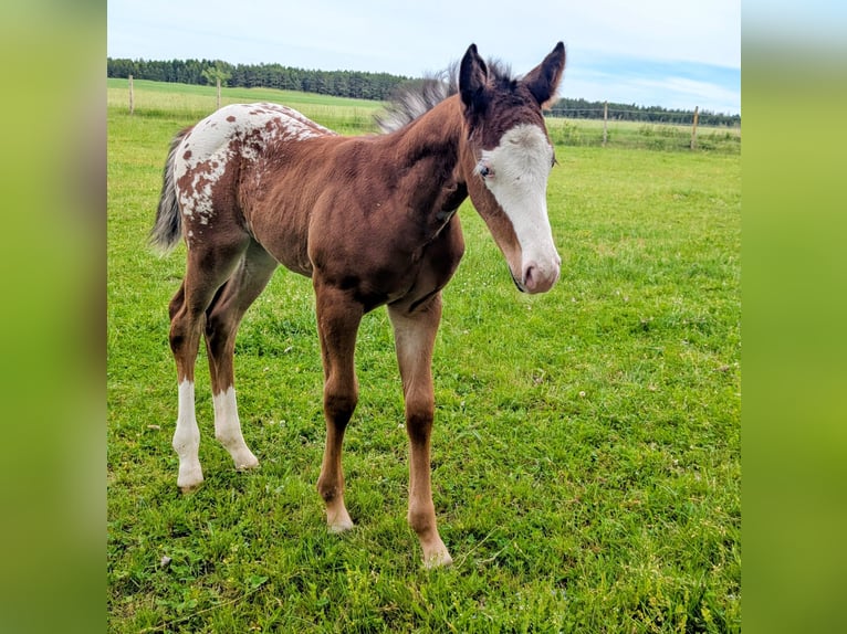 Appaloosa Hengst Fohlen (05/2026) 150 cm Brauner in Brand