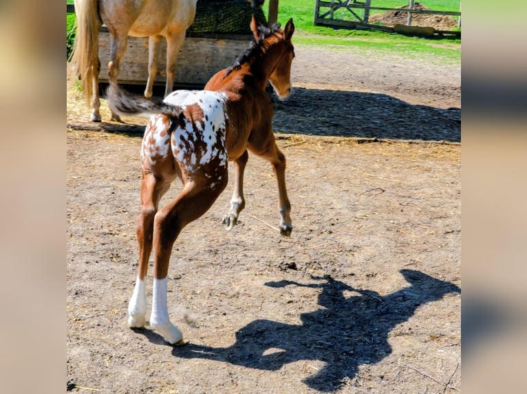 Appaloosa Hengst Fohlen (05/2026) 150 cm Brauner in Brand