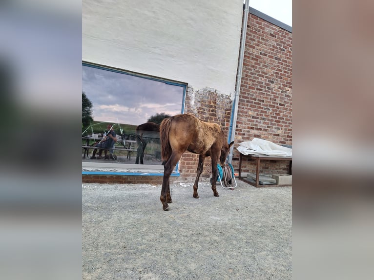 Appaloosa Hengst Fohlen (04/2026) 150 cm Buckskin in lierde