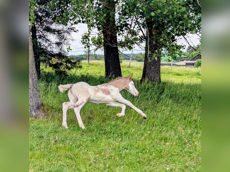 Appaloosa Hengst Fohlen (05/2026) 150 cm Grullo in Brand
