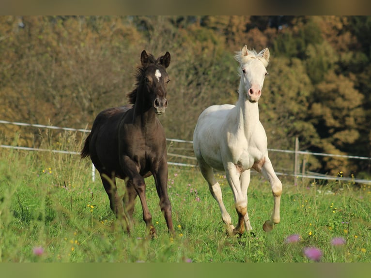 Appaloosa Hengst Fohlen (02/2024) 150 cm Rappe in Globoko