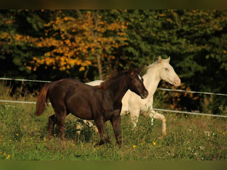 Appaloosa Hengst Fohlen (02/2024) 150 cm Rappe in Globoko