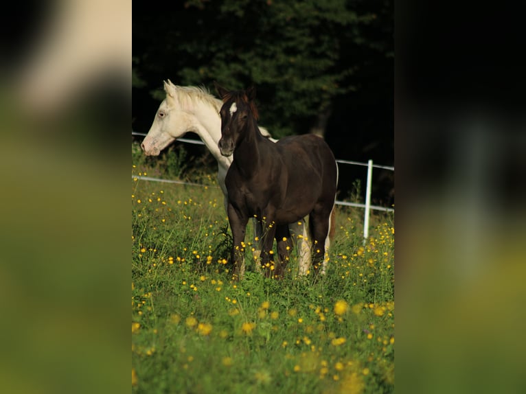 Appaloosa Hengst Fohlen (02/2024) 150 cm Rappe in Globoko