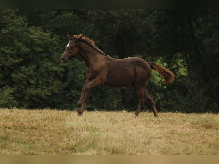 Appaloosa Hengst Fohlen (02/2024) 150 cm Rappe in Brežice