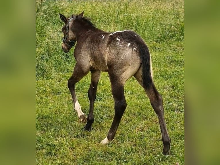 Appaloosa Hengst Fohlen (05/2026) 152 cm Buckskin in Oberhosenbach