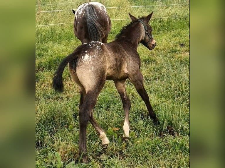 Appaloosa Hengst Fohlen (05/2026) 152 cm Buckskin in Oberhosenbach