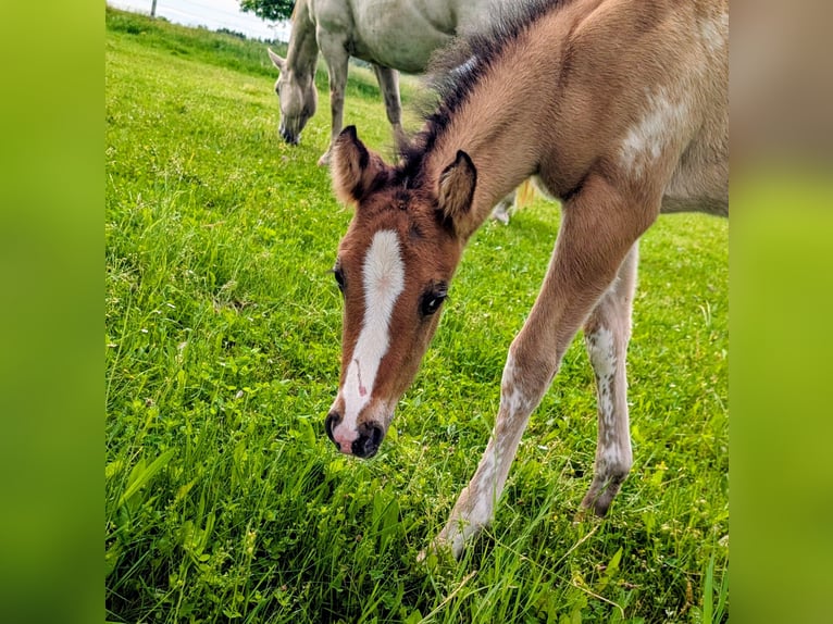 Appaloosa Hengst Fohlen (05/2026) 153 cm Falbe in Brand