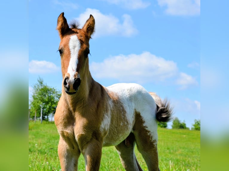 Appaloosa Hengst Fohlen (05/2026) 153 cm Falbe in Brand