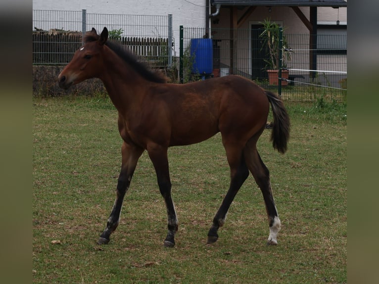 Appaloosa Hengst  155 cm Brauner in Pappenheim / OT Osterdorf