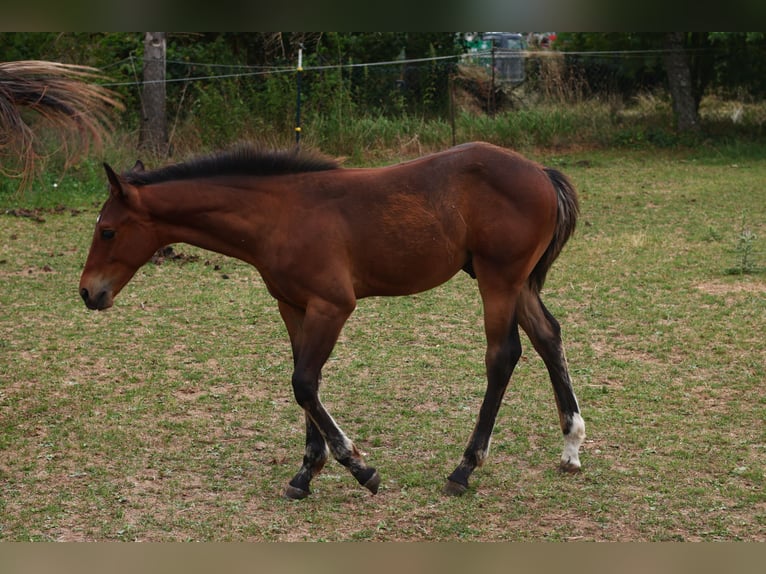 Appaloosa Hengst  155 cm Brauner in Pappenheim / OT Osterdorf