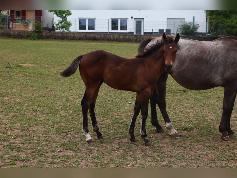 Appaloosa Hengst  155 cm Brauner in Pappenheim / OT Osterdorf