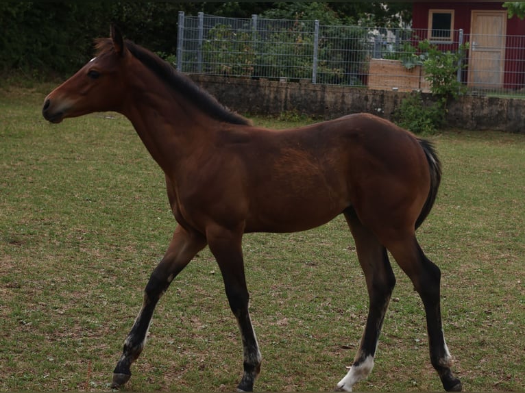Appaloosa Hengst  155 cm Brauner in Pappenheim / OT Osterdorf