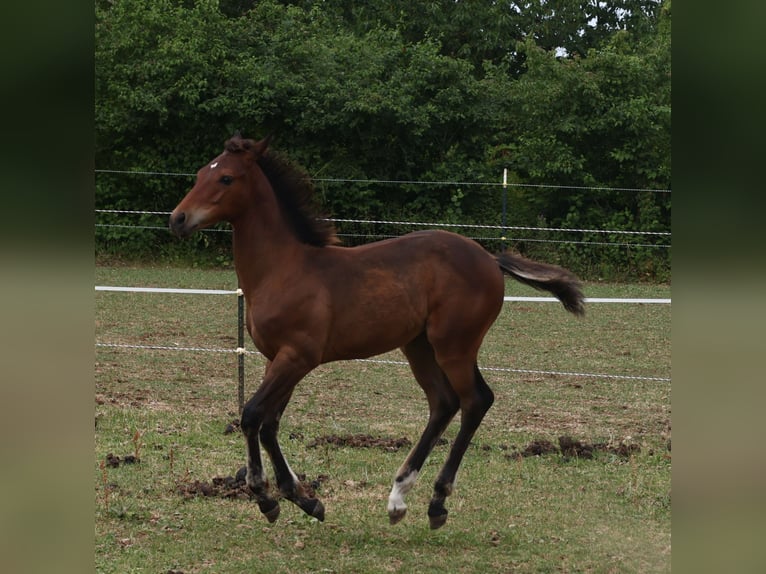 Appaloosa Hengst  155 cm Brauner in Pappenheim / OT Osterdorf