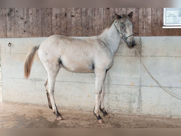 Appaloosa Hengst Fohlen (02/2024) 155 cm in Stüsslingen