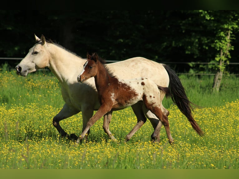 Appaloosa Hengst  155 cm Rotbrauner in Globoko