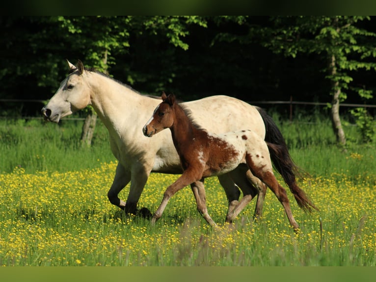 Appaloosa Hengst  155 cm Rotbrauner in Globoko