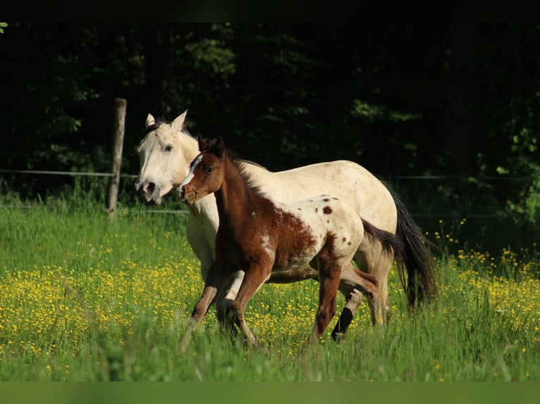 Appaloosa Hengst  155 cm Rotbrauner in Globoko