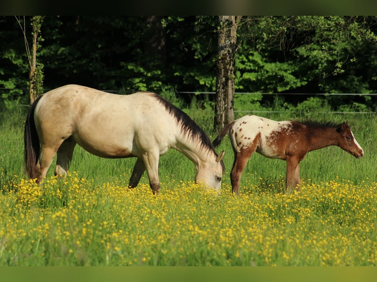 Appaloosa Hengst  155 cm Rotbrauner in Globoko