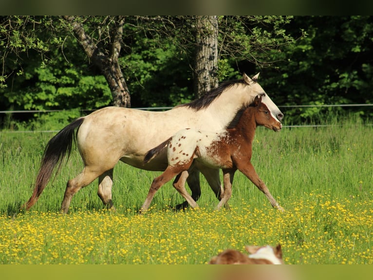 Appaloosa Hengst  155 cm Rotbrauner in Globoko