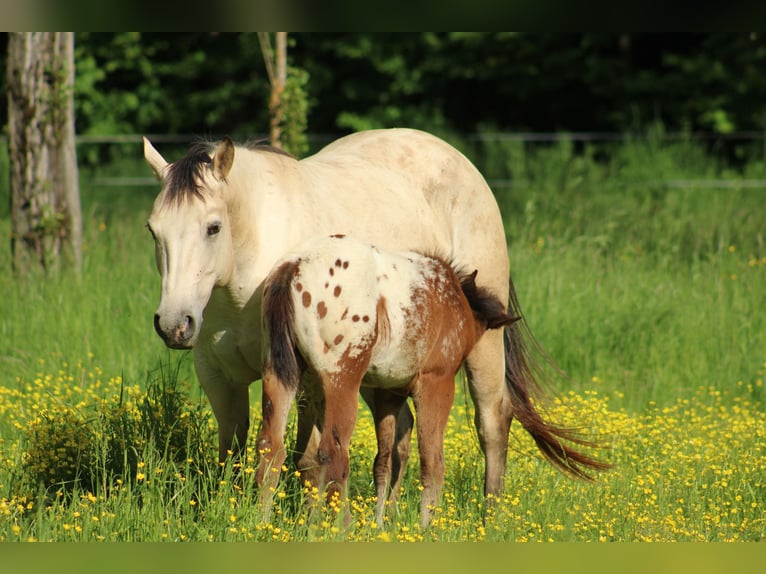 Appaloosa Hengst  155 cm Rotbrauner in Globoko