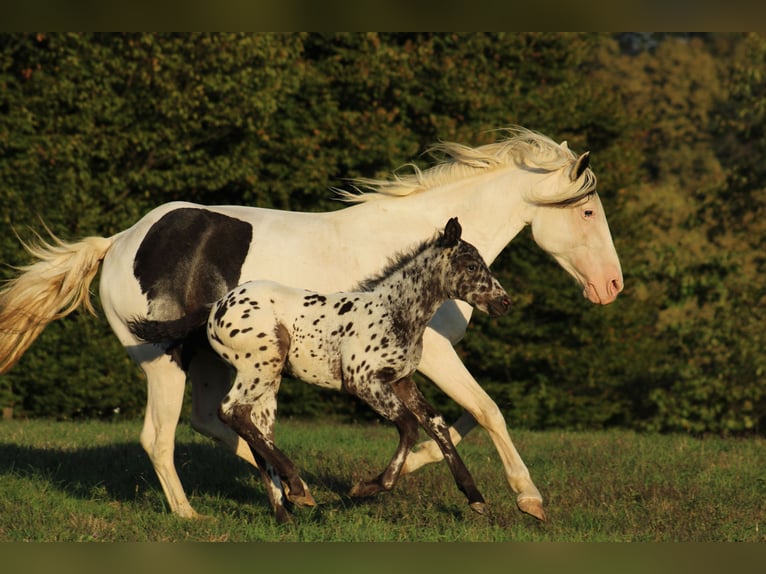 Appaloosa Mix Hengst Fohlen (08/2026) 155 cm Tigerschecke in Brežice