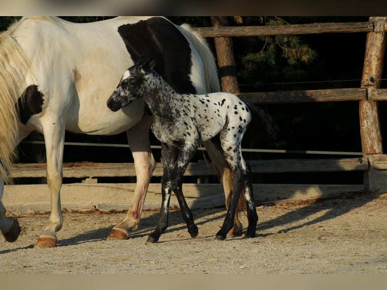 Appaloosa Mix Hengst Fohlen (08/2026) 155 cm Tigerschecke in Brežice