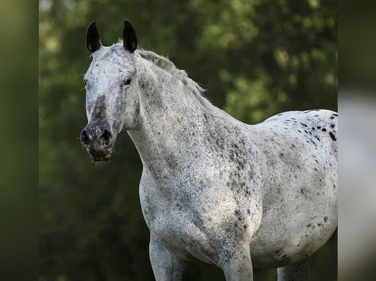 Appaloosa Hengst Fohlen (04/2026) 155 cm Tigerschecke in Pappenheim