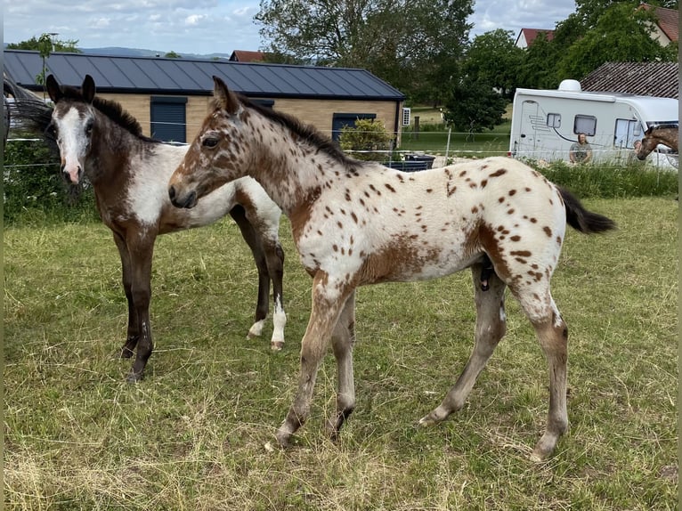 Appaloosa Hengst Fohlen (03/2026) 155 cm Tigerschecke in Pappenheim