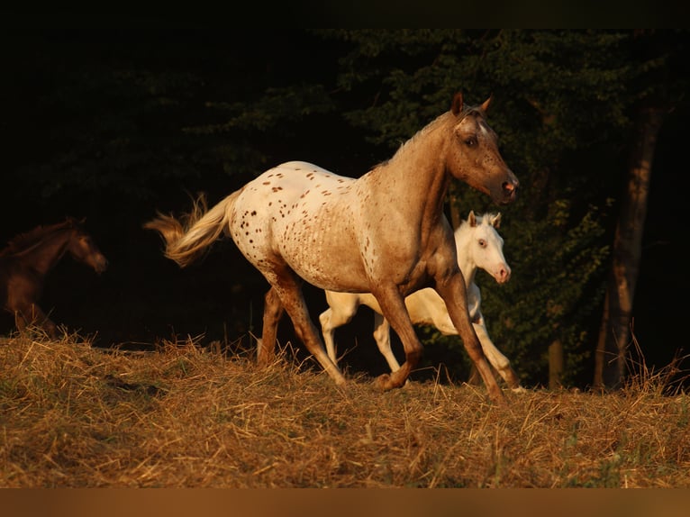 Appaloosa Hengst  155 cm in Globoko