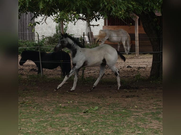 Appaloosa Hengst  155 cm White in Pappenheim/ OT Osterdorf