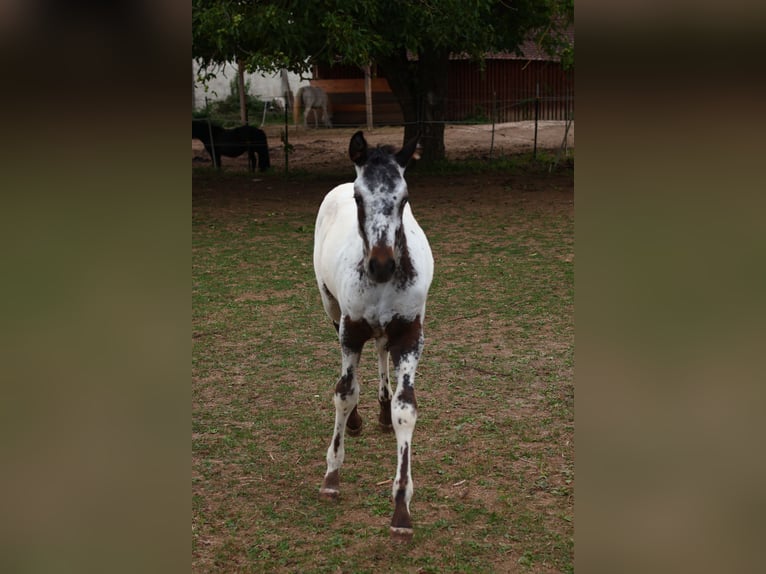 Appaloosa Hengst  155 cm White in Pappenheim/ OT Osterdorf