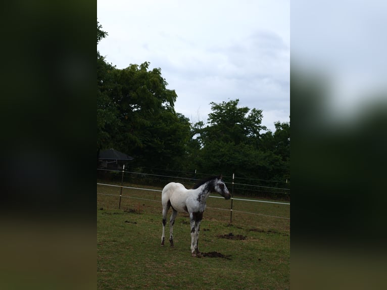 Appaloosa Hengst  155 cm White in Pappenheim/ OT Osterdorf