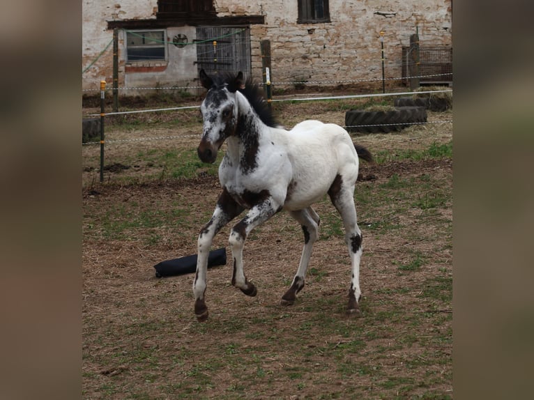 Appaloosa Hengst  155 cm White in Pappenheim/ OT Osterdorf
