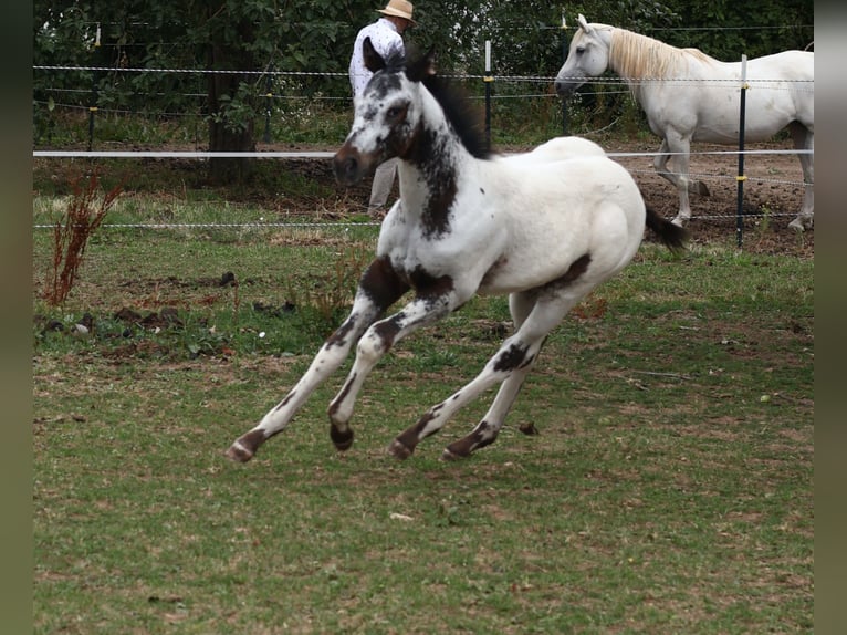Appaloosa Hengst  155 cm White in Pappenheim/ OT Osterdorf